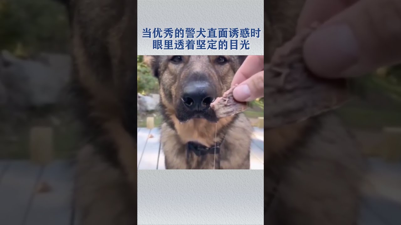 Dog look so hungry | PETS HEART - Lovely Dog