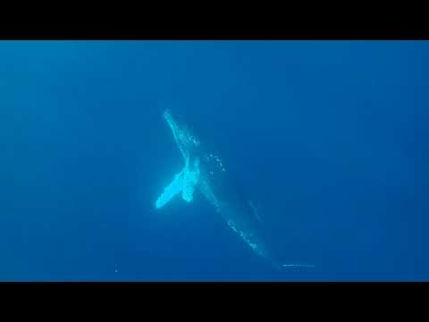 2024/1/12-14 エポック加計呂麻島ツアー、ホエールスイム