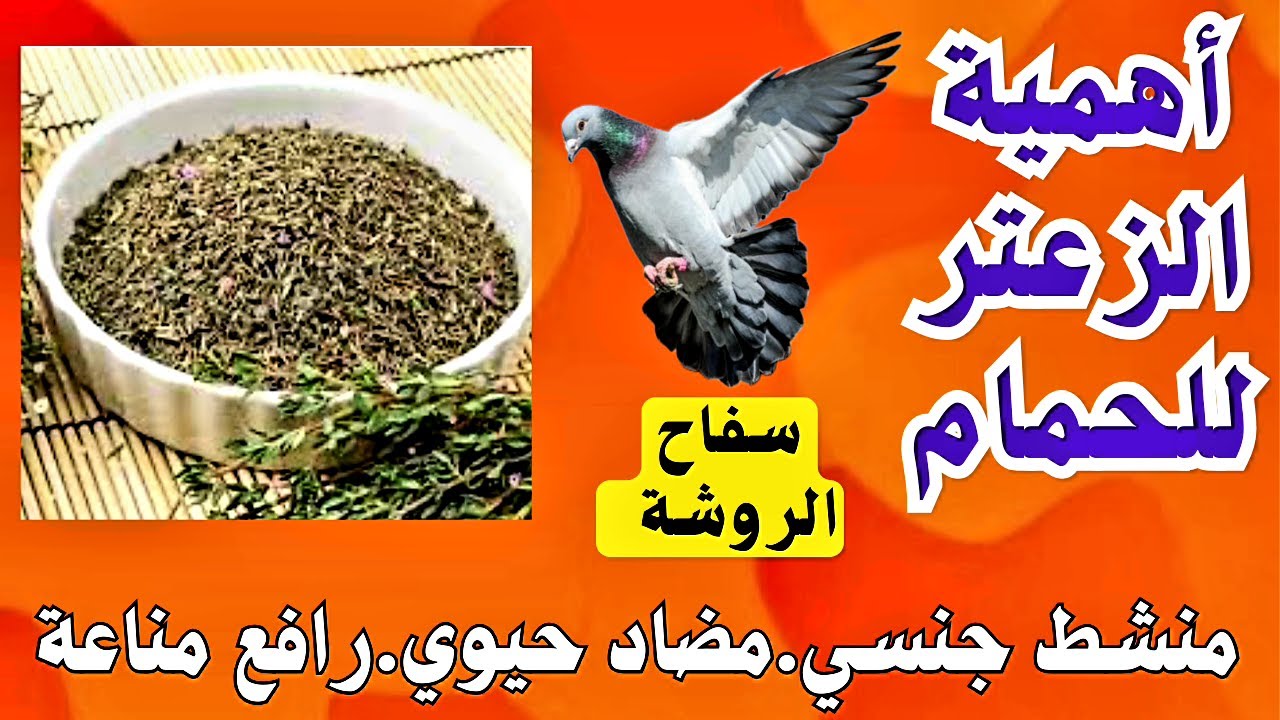 فوائد وأهمية الزعتر الرهيبة للحمام |منشط جنسي قوي | الزعتر اقوى مضاد حيوي طبيعي | الزعتر غذاء ودواء