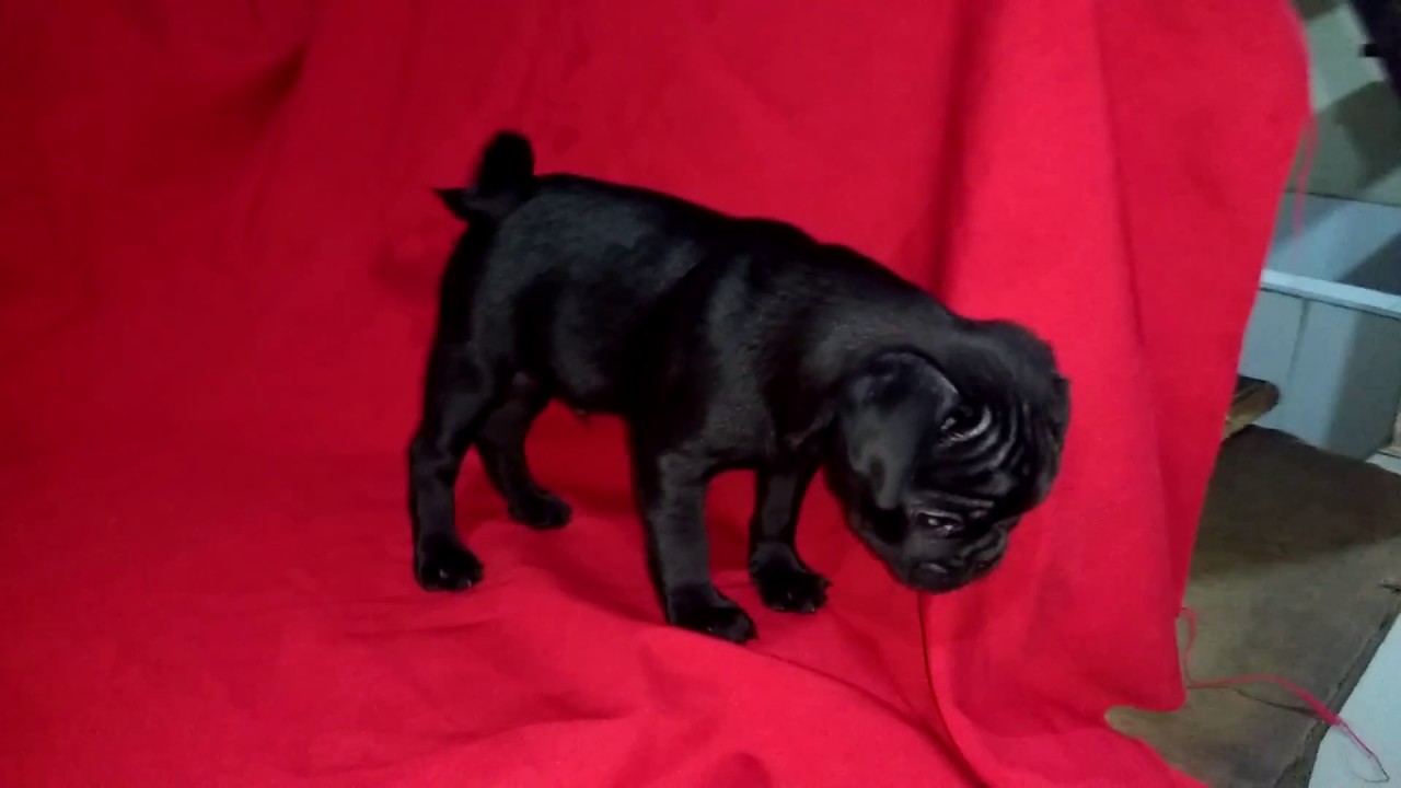 Cachorros Pug 1 Mes By Dalila Murillo