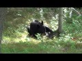 Juvenile Female Black Bear