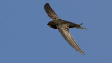 Class 5 Science Chapter 2 Animal World Part 3