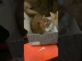 My Silly Kitten Nayla Got Inside The Shoe Box #kittens