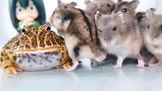 Little Pacman Frog VS 15 Hamsters【WARNING LIVE FEEDING】