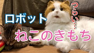 【保護猫】ロボット猫と暮らす子猫たち