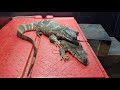 GIANT MONITOR LIZARD MALE HEAD SHAKE AT FEMALE | BLACKTHROATED MONITOR COHAB