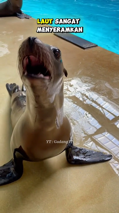 SUARA HEWAN SERAM YANG JARANG KITA DENGAR #gudangit #shorts