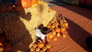 Pumpkin Patch 2013