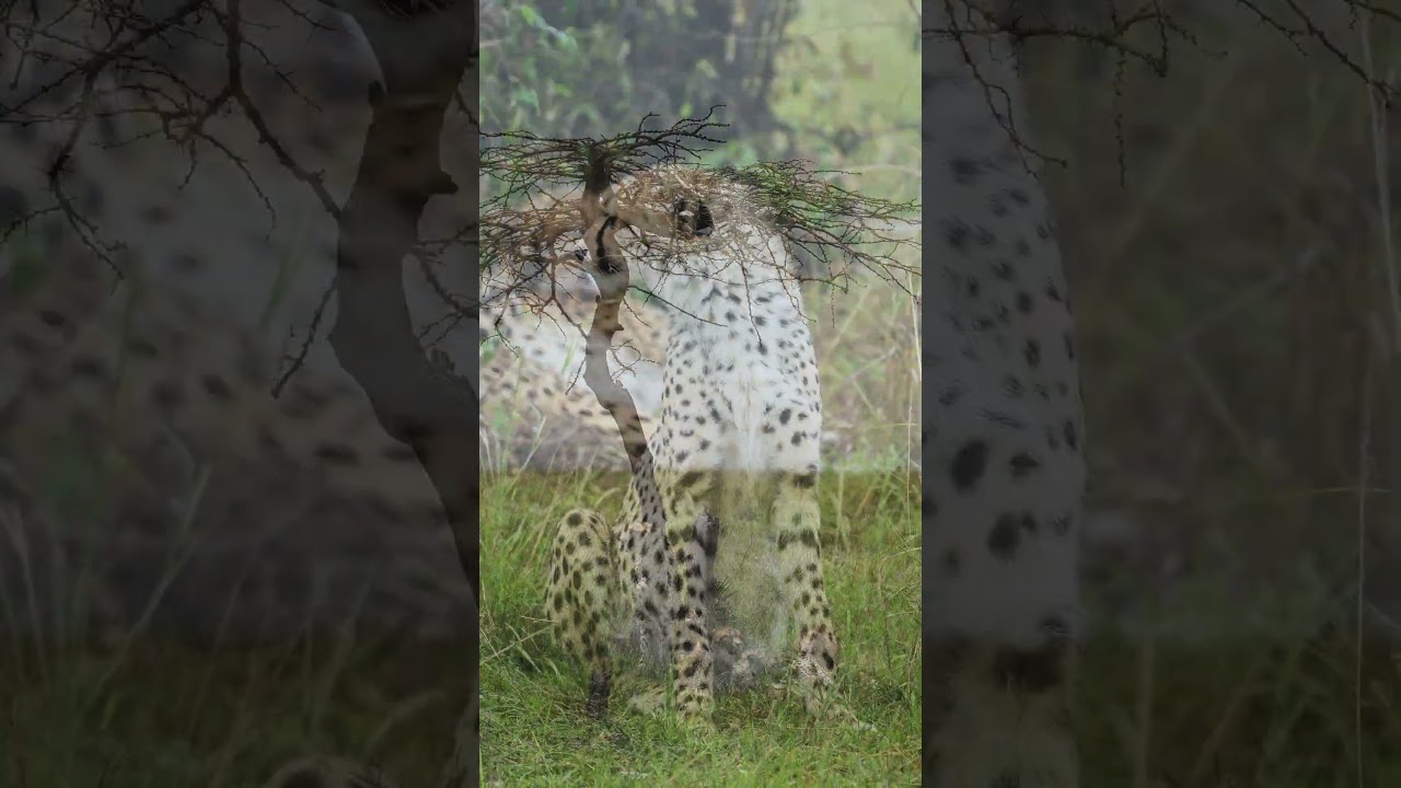 The Fastest Hunter That Still Gets Bullied for Lunch