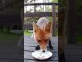 Cute fox having a snack on my deck ✨️