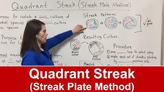 Quadrant Streak (Streak Plate Method)