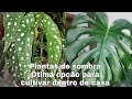 Dicas de plantas para cultivar dentro de casa na sombra iluminada