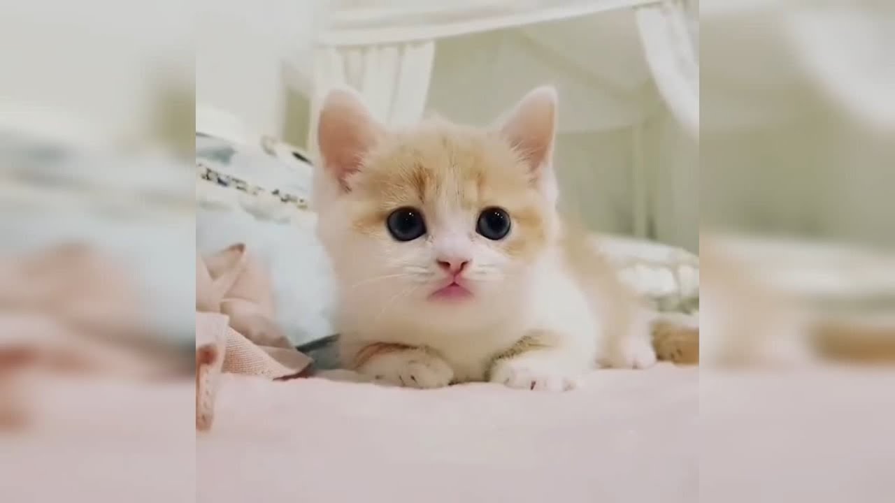 En Sevimli Yavru Kediler Kucuk Kediler Yavru Kedi Videolari 3 Youtube