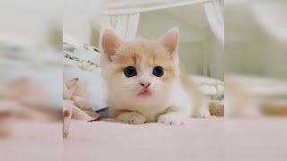 Top Cutest Kittens - Little Cats - Kitten Videos 3 by Güldüren Videolar Gezegeni 71,384 views 4 years ago 5 minutes, 45 seconds