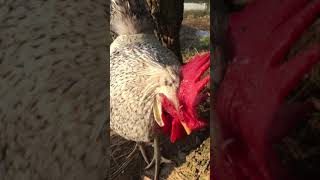 Cream Legbar Rooster