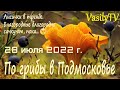 🌳По грибы в Подмосковье 28 июля 2022 г.🌳Лисички в тренде. Благородные благородно сачкуют, пока…😉