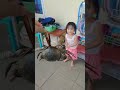 KEPITING #fypシ゚viral #kepiting #masukberanda #viralvideo #kegiatandirumahaja #fypシ #takut #food