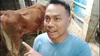 Ciri ciri sapi bunting 9 bulan 10 hari