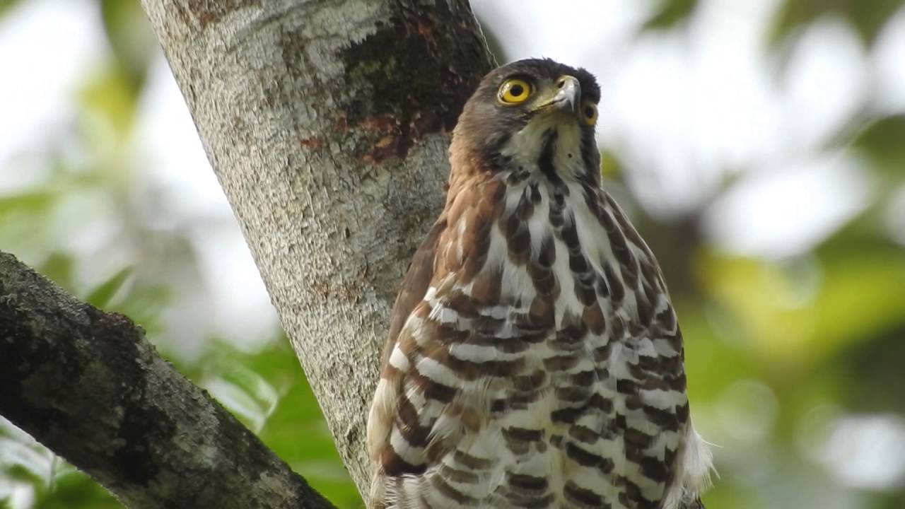 Crested Goshawk Accipiter trivirgatus behaviour 