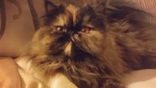 Cutest Persian cat does not budge while I make the bed [Daily Cat Videos]