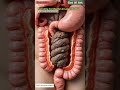 Illustration of Constipation Animation | Gut AI Art | 07