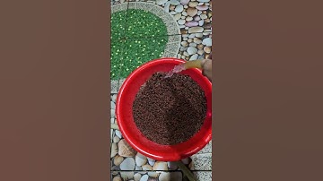 Ghép cặp cá lóc kiểng có khó không? Loại lóc nào khó ghép đôi nhất|Cá cảnh An An #cacanhanan #channa