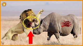 Rhino vs Lion | Who Would Win in a Fight | Pets Guideline by Pets Guideline 4,221 views 1 year ago 9 minutes, 45 seconds