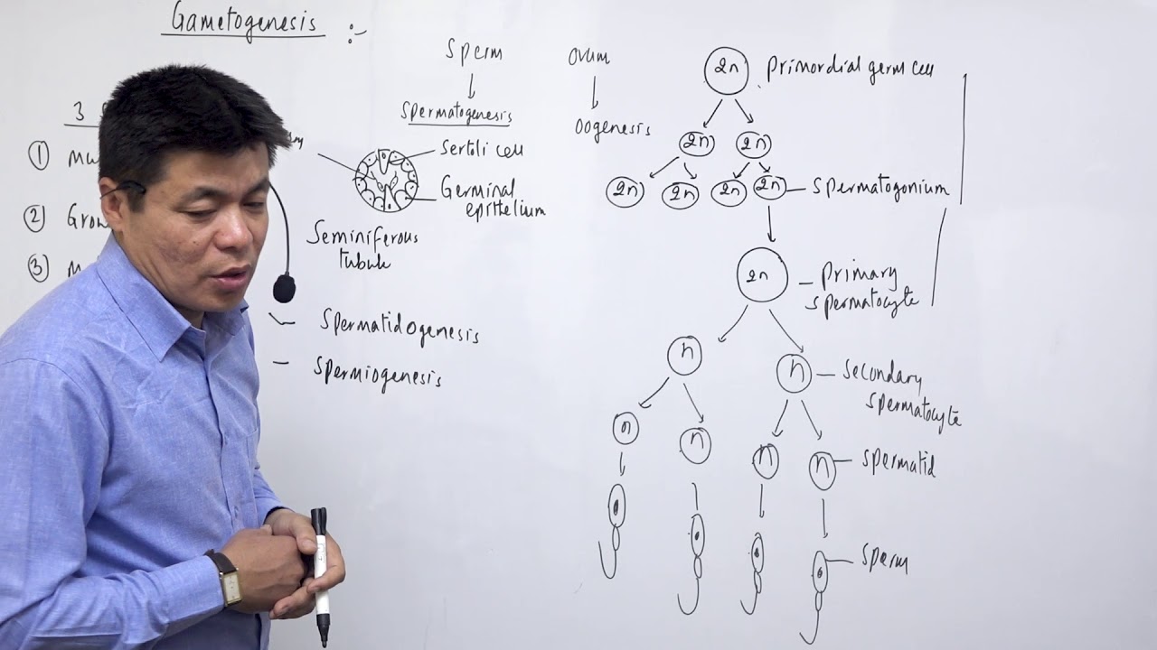 Class 12 Zoology devlopmental biology