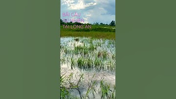 Bãi câu cá lóc tự nhiên tại Long An