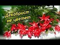 Декабрист (Шлюмбергера) секреты пышного цветения. Почему декабрист не цветет.