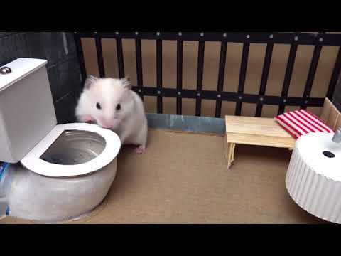 Mini toilet explodes on hamster