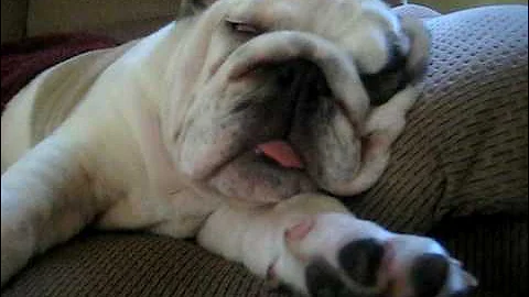 WALL-E the English Bulldog snoring and sleeping Cute Puppy!