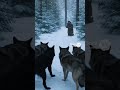 A Man Sits Cross-Legged as a Vampire Runs Past Him… Wolves Prepare to Strike
