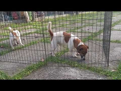 Jack Russell Terrier SUCCESSFUL MATING (Natural Stud Session)