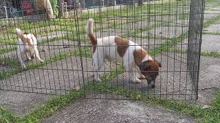 Jack Russell Terrier SUCCESSFUL MATING (Natural Stud Session) by Mello Muñoz 147,001 views 3 years ago 9 minutes, 20 seconds