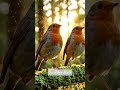 Peacefull Robin Birds Singing Beautifully in The Calm Forest Morning #birdsongs #birds #birdtalk