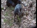 Bracco/pointer da tartufi, femmina di 6 mesi alla ricerca del bianchetto