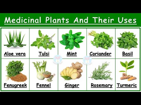 Medicinal Plants And Their Uses | 25 Ayurvedic Plants Names | Medicinal Herbs | औषधीय
