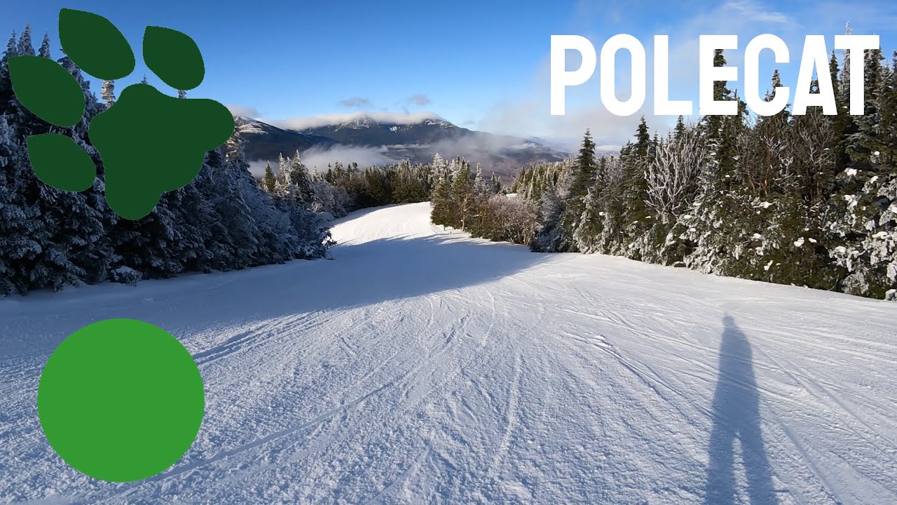 Wildcat Mountain - Polecat