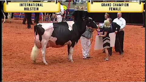 Holstein - Grand Champion & Reserve