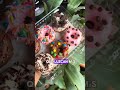 Emprendimiento de mini donas