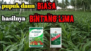 pupuk daun murah, bisa bikin jagung makin tumbuh subur....!!