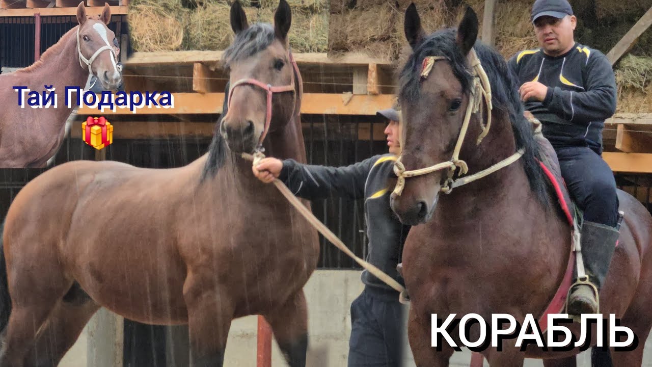 КОРАБЛЬ   пай пай пай  Аттын  Удары  Атты  алганга  Дончак  Подарка 🎁