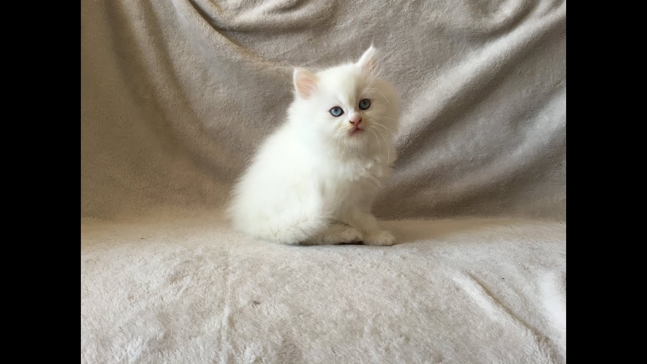 Pure White Doll Face Persian Kitten - YouTube