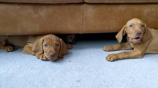 vizsla puppies playing a game that only they understand