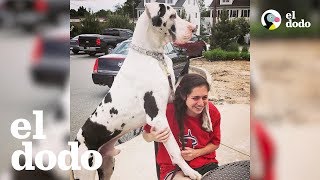 Perro llora hasta que su mamá le da su abrazo mañanero | El Dodo