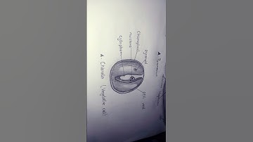 chlorella Vegetative cell #biology #shortsvideo #trending #shorts