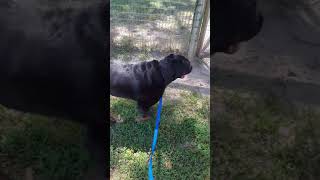 Gumbo Off Muzzle For The First Time With Kona