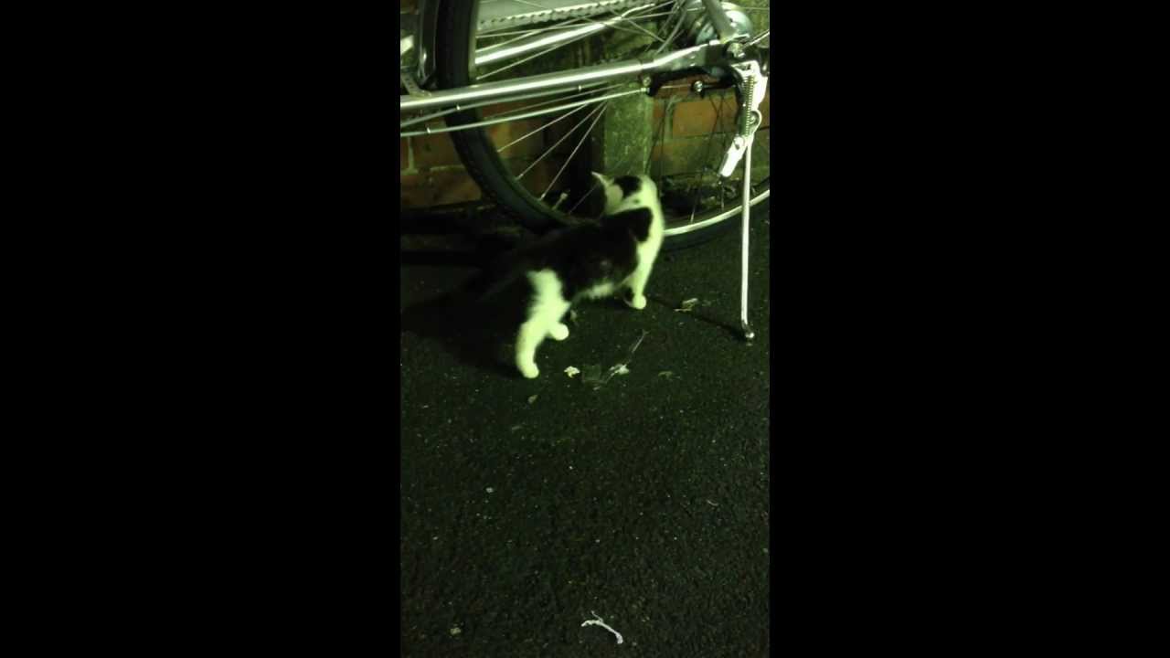 中延駅前の猫の親子 走り回る子猫 Youtube