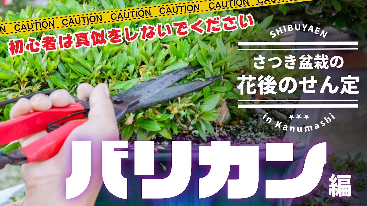 【皐月の樹作り】花後のせん定／バリカン編